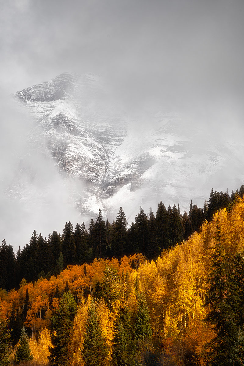 Golden Aspens in Colorado