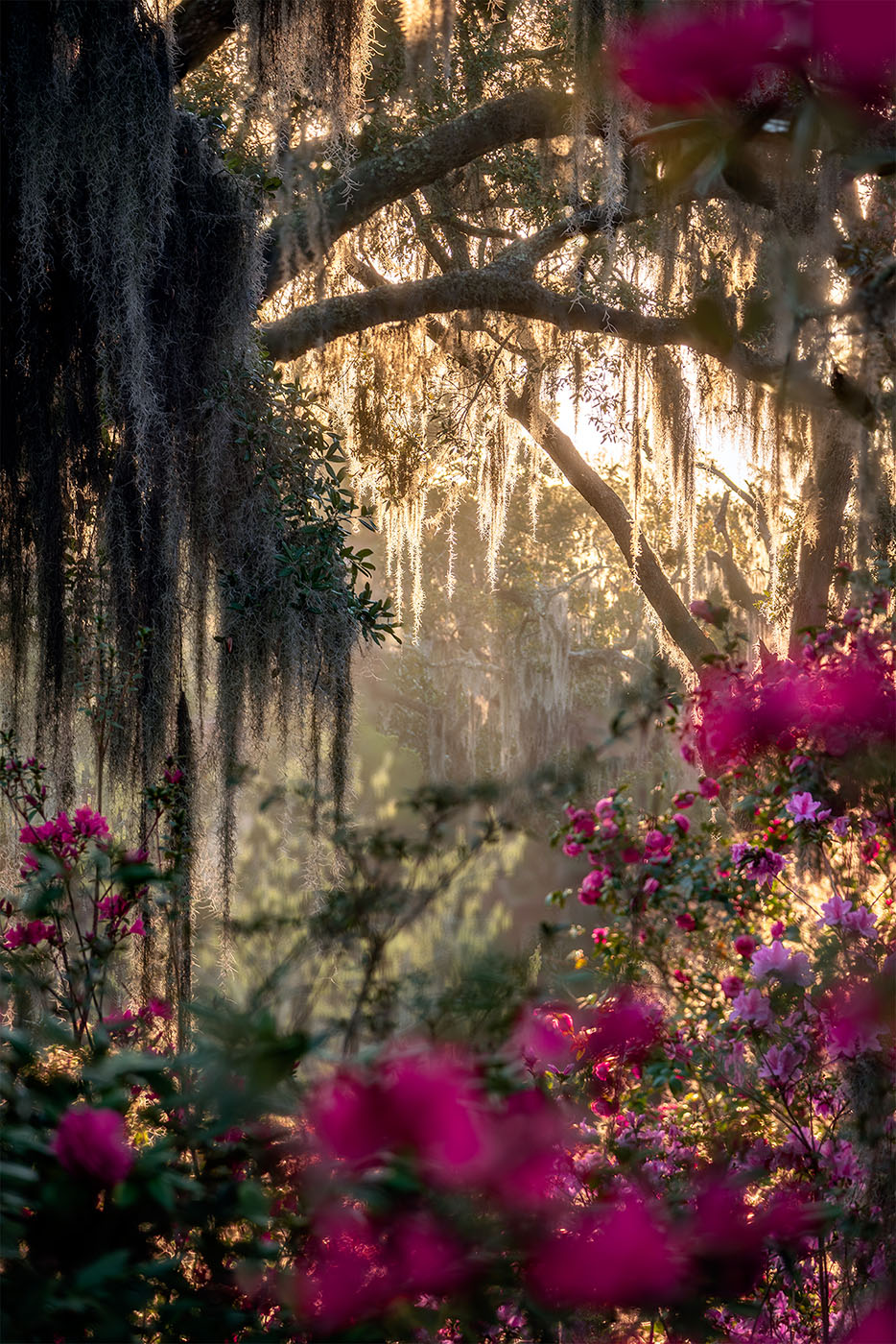 Blooms and Spanish Moss