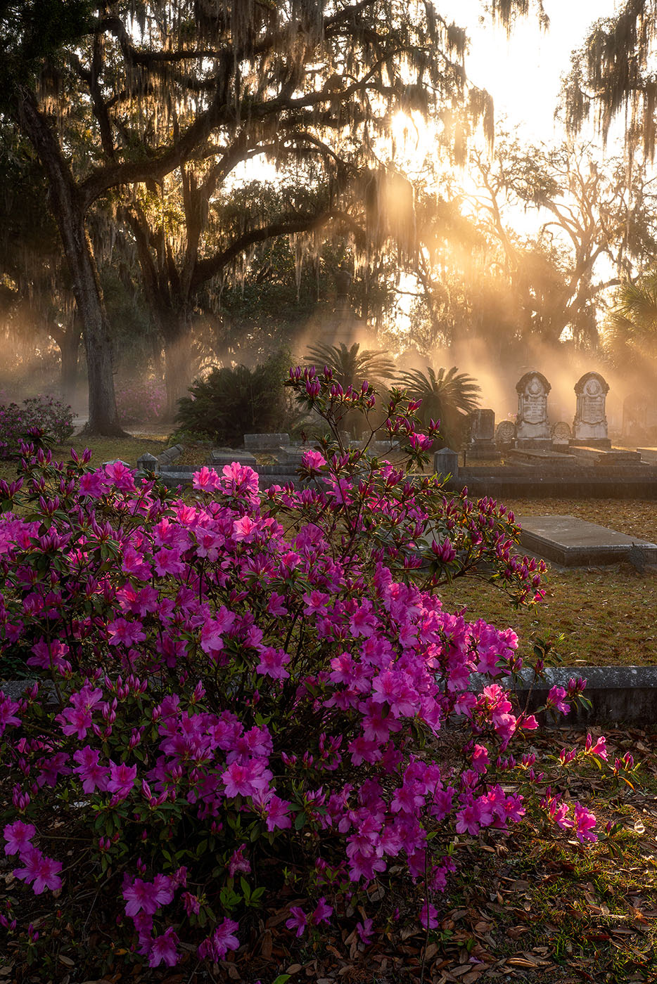 Bonaventure Cemetery