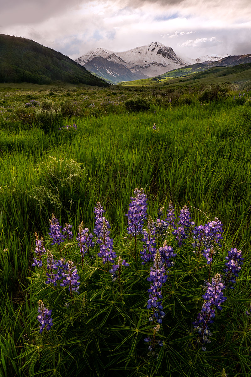 Colorado Lupine Flowers