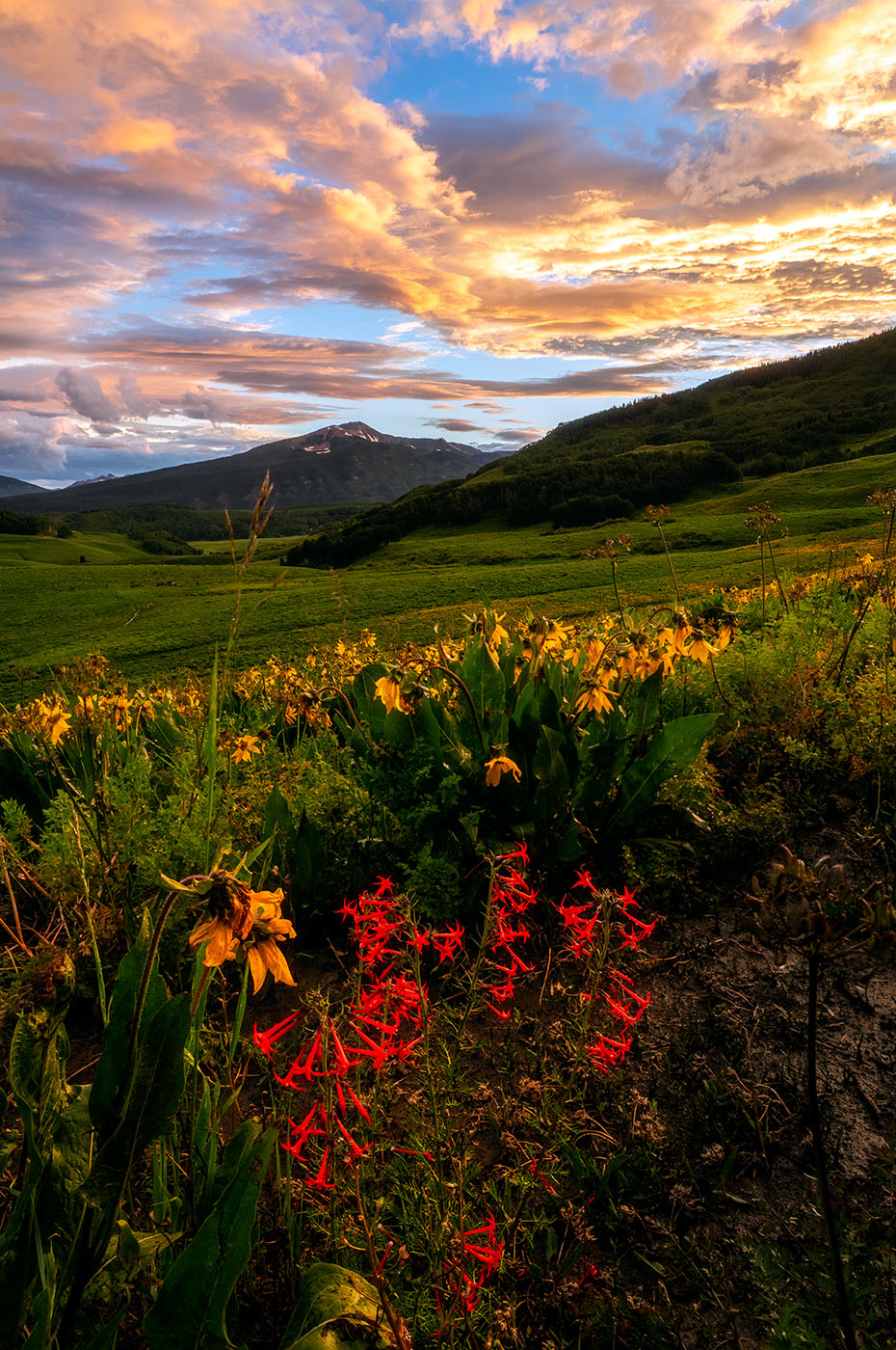 Colorado Wildflower Workshop