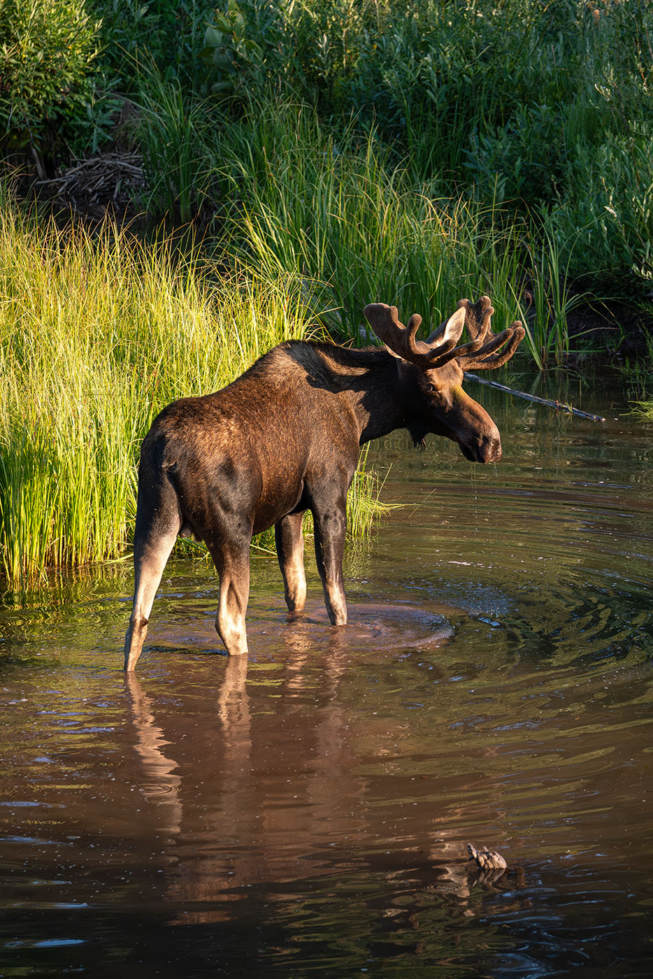 Wildlife Photography