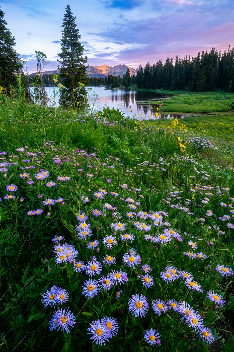 Wildflower Sunset and Mountains