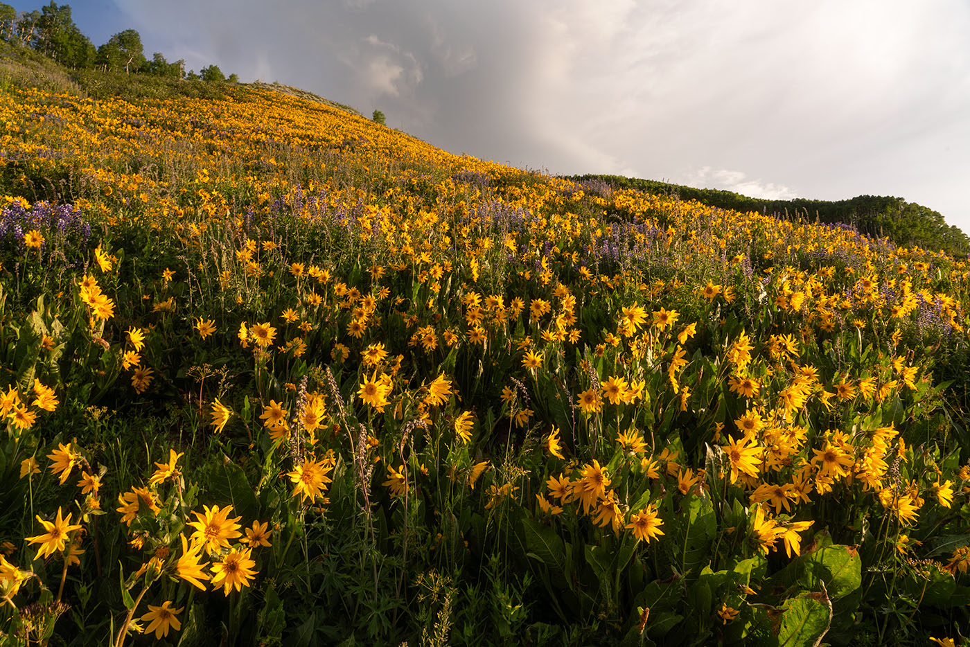 Field of Yellow Flowers